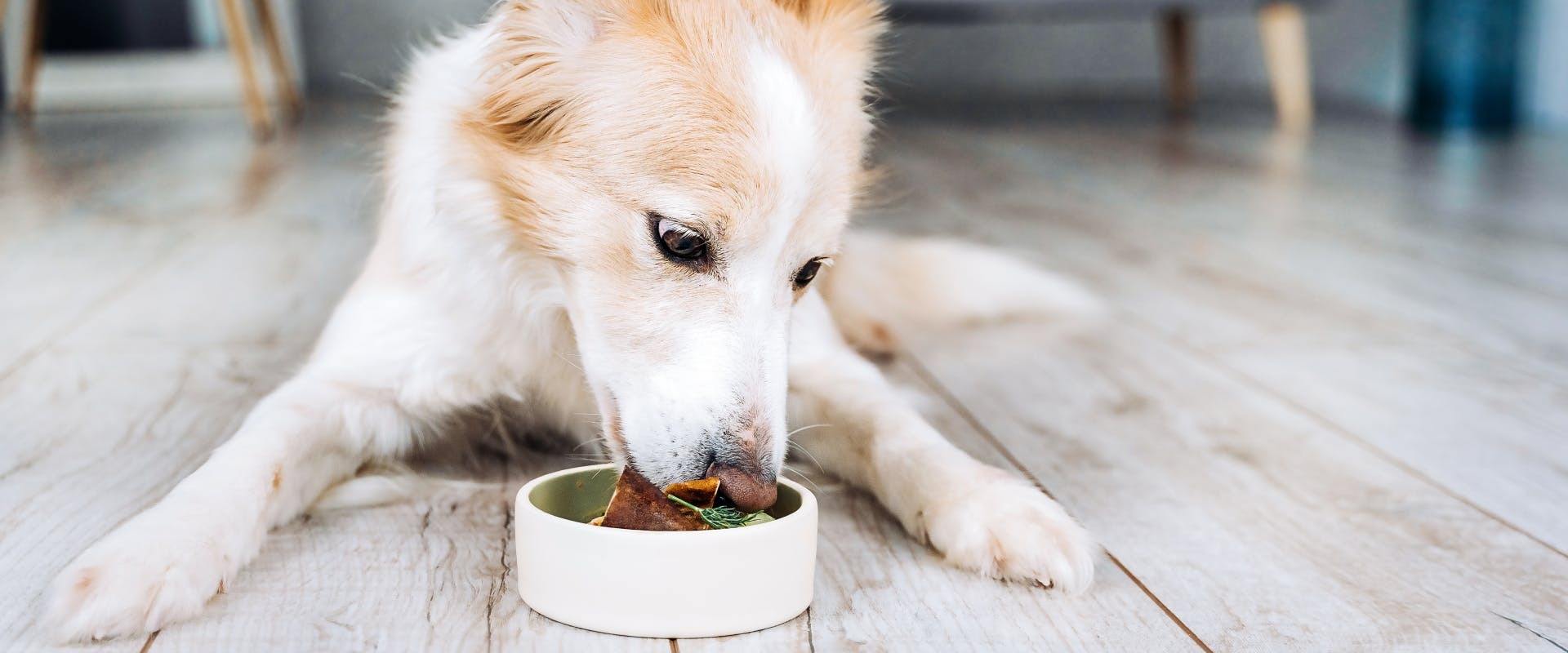 Trixi Huisdier Winkel -Trixi Huisdier Winkel Zx 1uq8jQArTz6HM blandfoodfordog